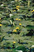 Nuphar Lutea - Leknica žltá