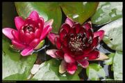 Nymphaea 'Black Princess' - Lekno