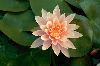 Nymphaea 'Colorado'