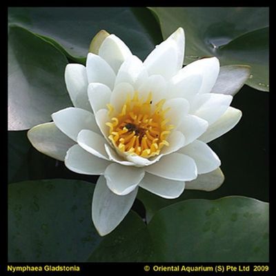 Nymphaea 'Gladstoniana'