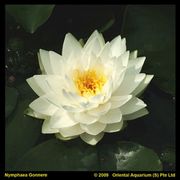 Nymphaea 'Gonnere'