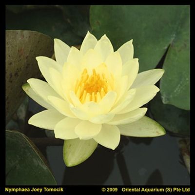 Nymphaea 'Joey Tomocik'