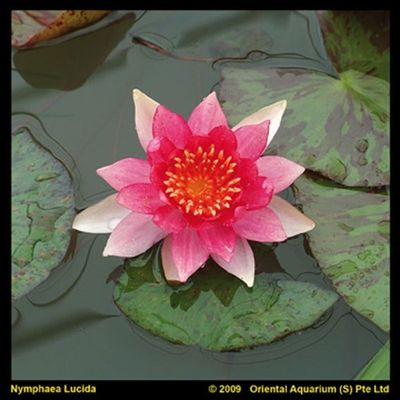 Nymphaea 'Laydekeri Lilacea'