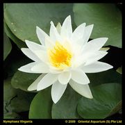 Nymphaea 'Marliacea Albida'