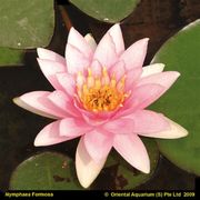 Nymphaea 'Marliacea Carnea'