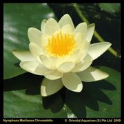 Nymphaea 'Marliacea Chormat.'