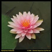 Nymphaea 'M'd Wilfron Gonnere'