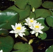 Nymphaea ' Tetragona' - Lekno