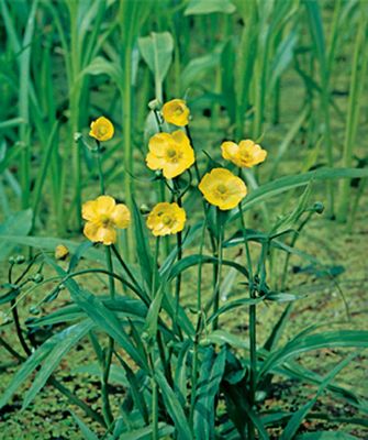 Ranunculus lingula - Iskerník